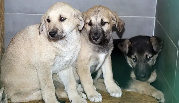 Sahipsiz Sokak Hayvanları Bakımevi ve Rehabilitasyon Merkezi hizmet görseli