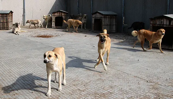 Sahipsiz Sokak Hayvanı Şikayet ve Bildirimi hizmet görseli