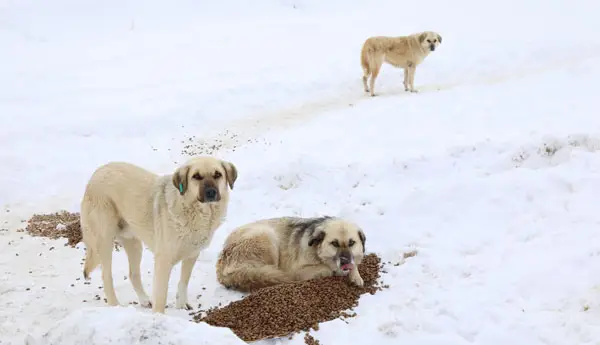 Sokak Hayvanı Evlat Edinme hizmet görseli