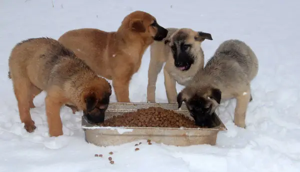 Veterinerlik İşlemleri hizmet görseli